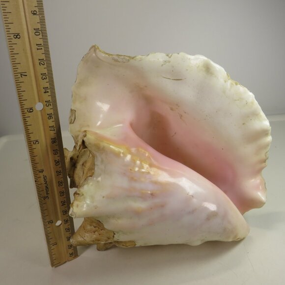 Large Real Conch Sea Shell 9x8" 6" tall has some chips Warm Tan - Picture 9 of 13